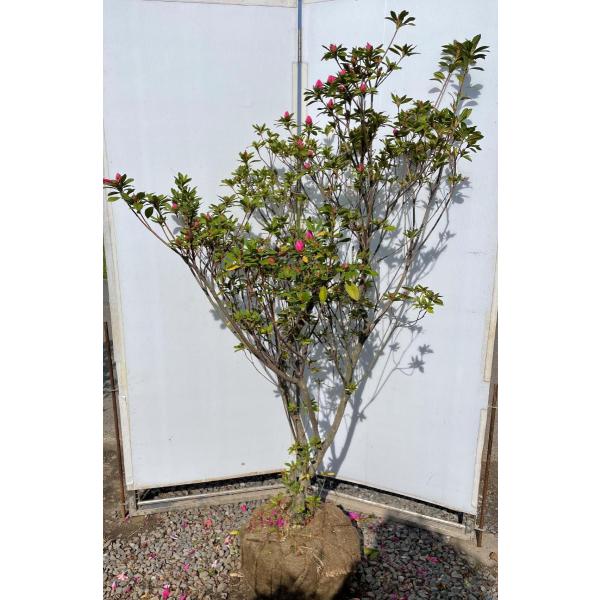 ˃ccW@Ԏԁ@@1.7@i@劔@Aؕcؑc@Ύ@