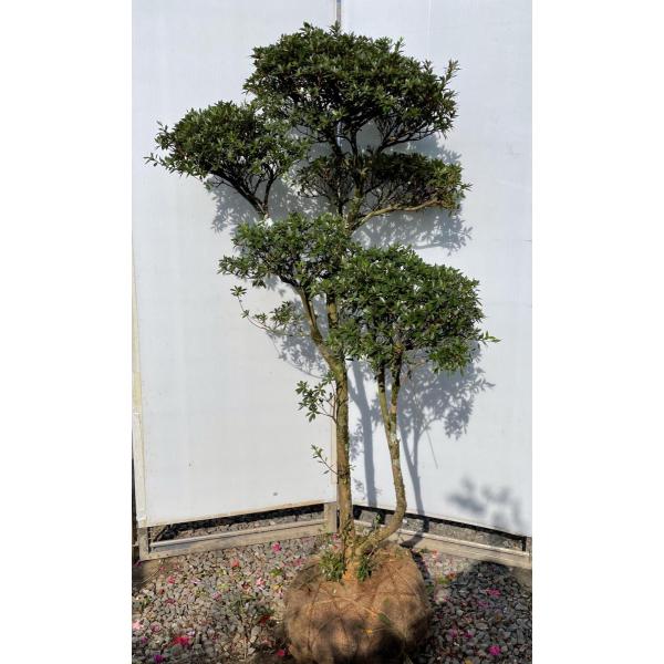 植え替え済み 根張り・枝順良好 花芽多数 【皐月　大品】『華宝』 樹高約72cm