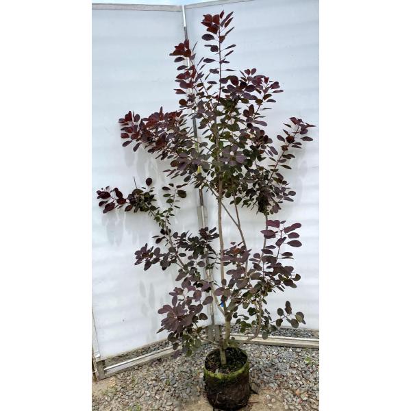 スモークツリー　ルブリフォリウス スモークツリー苗ルブリフォリウス苗木 その他インテリア雑貨 虹