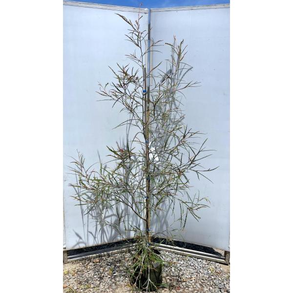 グレビレア ロンギフォリア 約1.9m 現品発送 特大株 植木苗木 グレビレア ロンギフォリア 約1.9m 現品発送 特大株 植木苗木