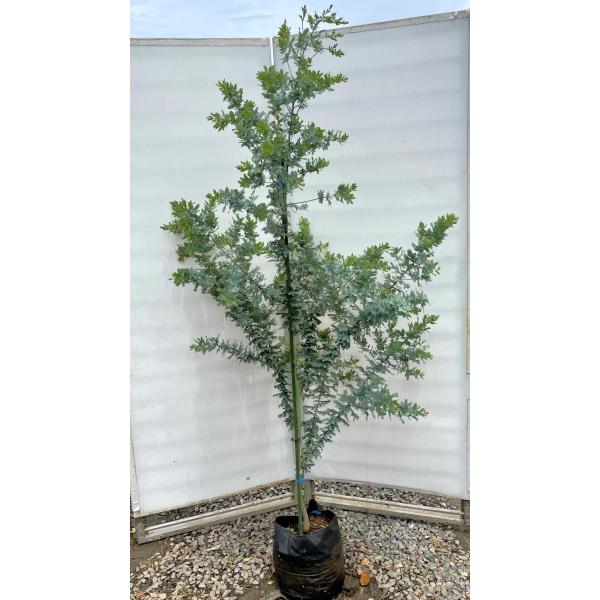 配達品 ミモザアカシア　特大品　現地引き取りor