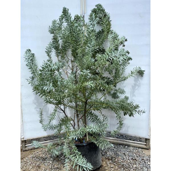 《現品》アカシア　ブルーブッシュ　樹高1.8ｍ（鉢含まず）41【コベニー/苗木】