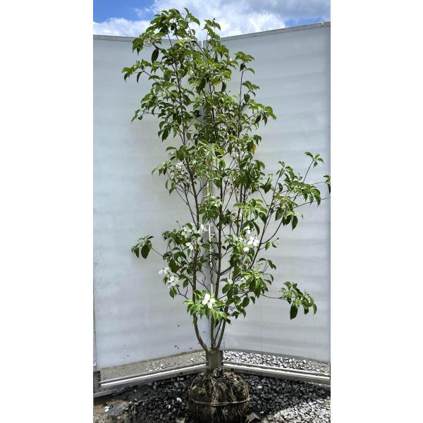 常緑ヤマボウシ 株立ち（月光）株立ち/ 206