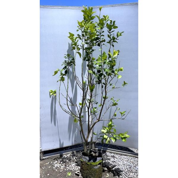 植木 盆栽 レモンの木の人気商品 通販 価格比較 価格 Com