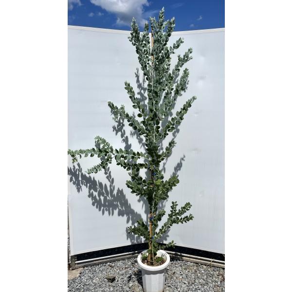 鉢植えパールアカシア 約2.1m 現品発送 イエロースパーク 特大植木