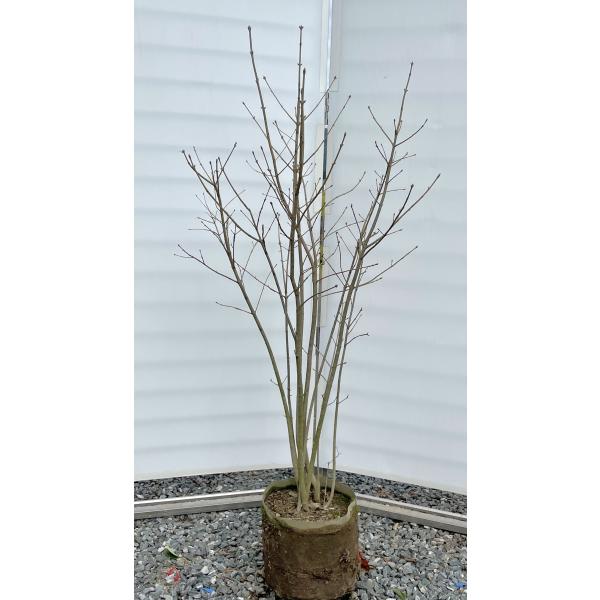 アオダモ 植木 株立の人気商品 通販 価格比較 価格 Com