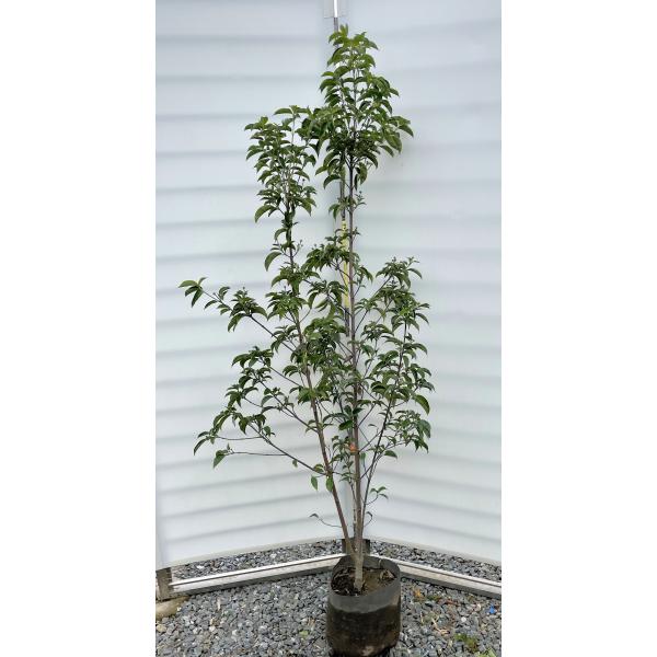 常緑ヤマボウシ 月光 株立ち風 約1.5m 現品発送 特大植木苗木 ホンコン
