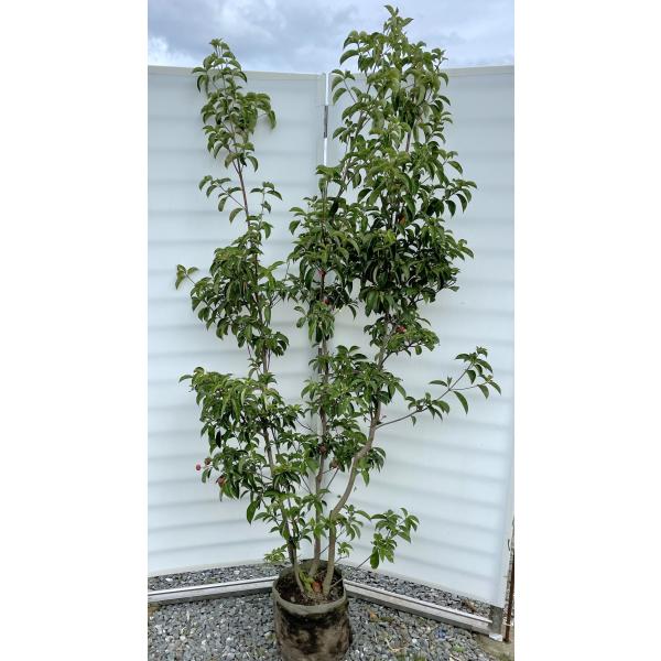 株立 常緑ヤマボウシ 月光