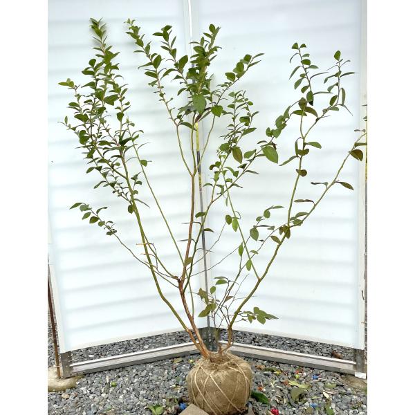 ブルーベリー苗　オニール大苗2本セット③ 000000004141-03-l.jpg?t=