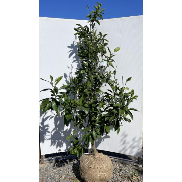 無農薬 果樹 青島蜜柑の苗木 特大株