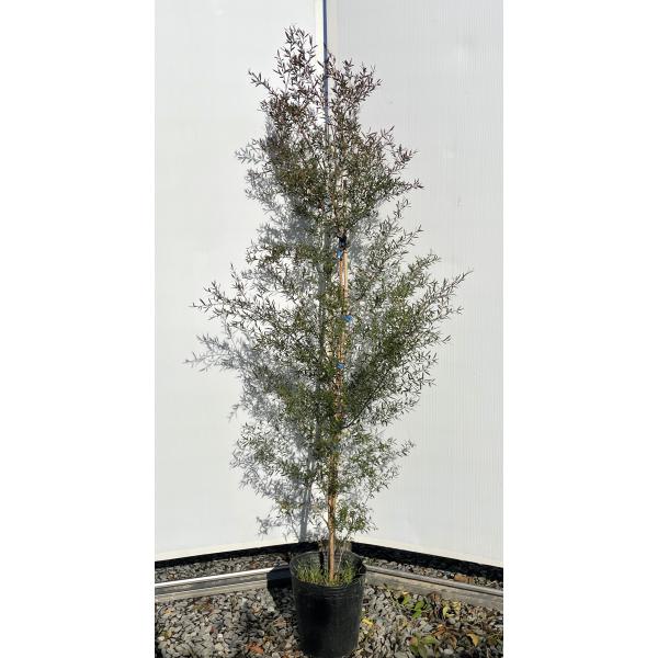 ブラックティーツリー ボルケーノ 約1.4m 現品発送 1本株 特大植木