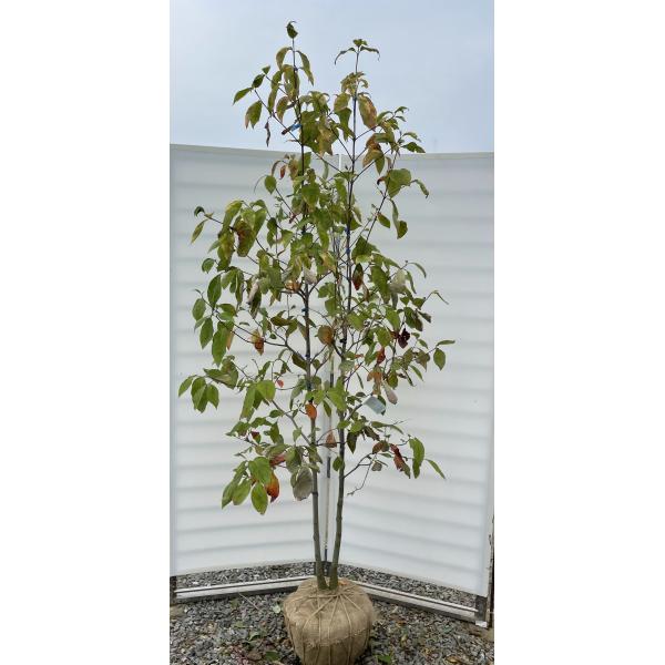 ハナミズキ レインボー 株立ち 約2.2m 現品発送 超特大株 植木 苗木
