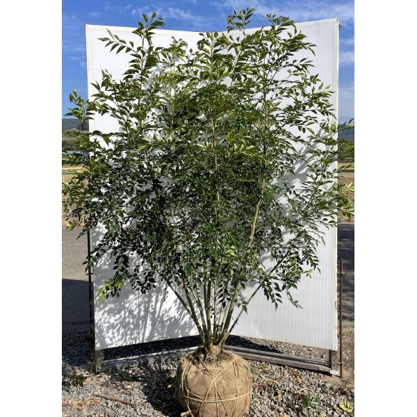 シマトネリコ 10本株立ち 豪華株 約1.9m 現品発送 一点物 特大株