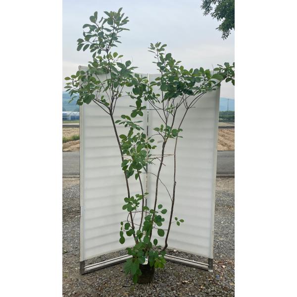 ボトルツリー　大株