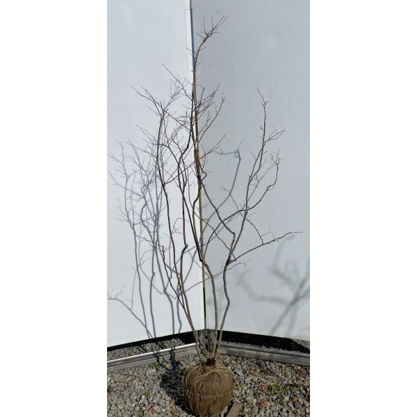 大株 ナツハゼ 約:130cm 【夏櫨/落葉樹/果樹苗】403371 楽天市場