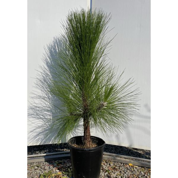 大王松　60㎝　45