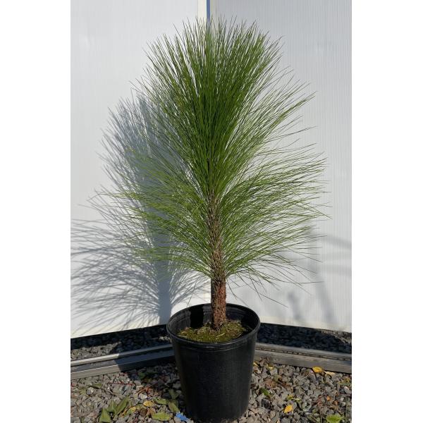 大王松　60㎝　45