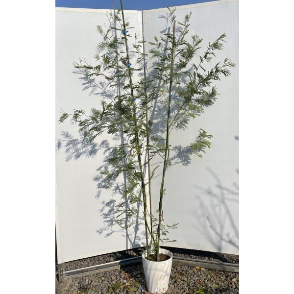 アカシア 鉢植えの人気商品 通販 価格比較 価格 Com