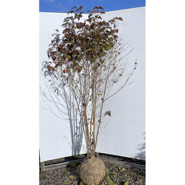 ヤマボウシ 7本株立ち 約2m 現品発送 一点物 豪華株 特大植木苗木