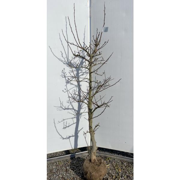 白花姫コブシ 約1.8m 現品発送 特大株 植木苗木大苗 白花 白花姫コブシ 約1.8m 現品発送 特大株 植木苗木大苗 白花