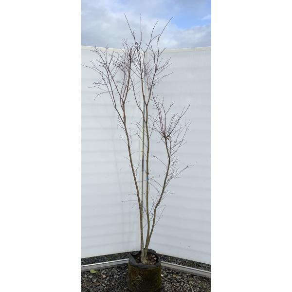 紅羽衣モミジ 株立ち 約2.1m 現品発送 豪華株 一点物 特大植木苗木大苗
