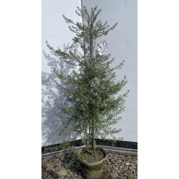 四季咲きウエストリンギア 約1.3m 現品発送 特大植木苗木