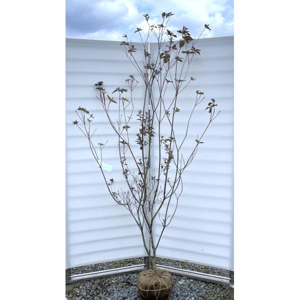 野間ツツジ アラゲ サクラツツジ