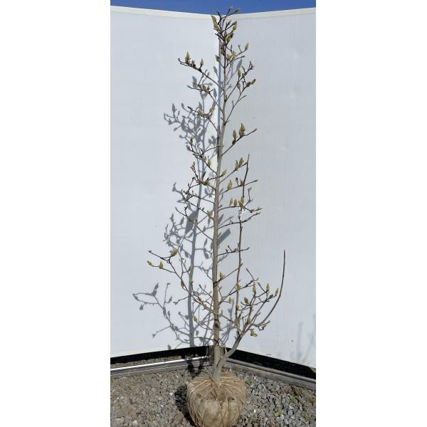 白モクレン スノーホワイト 約1.9m 現品発送 特大植木苗木 白木蓮