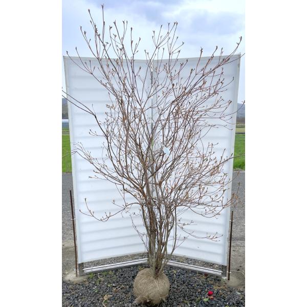 小町ミツバツツジ/希少種【現品発送】管理70828 小町ミツバツツジ/希少種【現品発送】管理70828 希少色》桃色