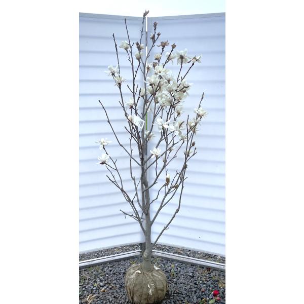 妻の作った　白木蓮　マグノリア　陶芸