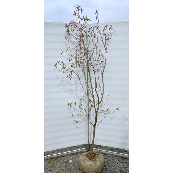 樹高2.1m位 躑躅 108 春一番ツツジ 特大 ハルイチバンツツジ 極上 良形