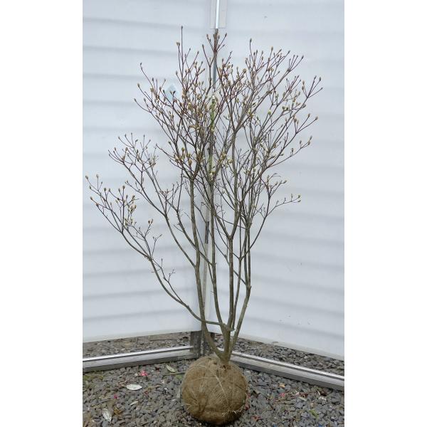 白花ミツバツツジ 株立ち 約1.4m 現品発送 特大植木苗木 白三つ葉ツツジ 希少種 三つ葉躑躅 送料無料 白花ミツバツツジ 株立ち 約1.4m 現品発送 特大植木苗木 白三つ葉ツツジ 希少種 三つ葉躑躅 送料無料