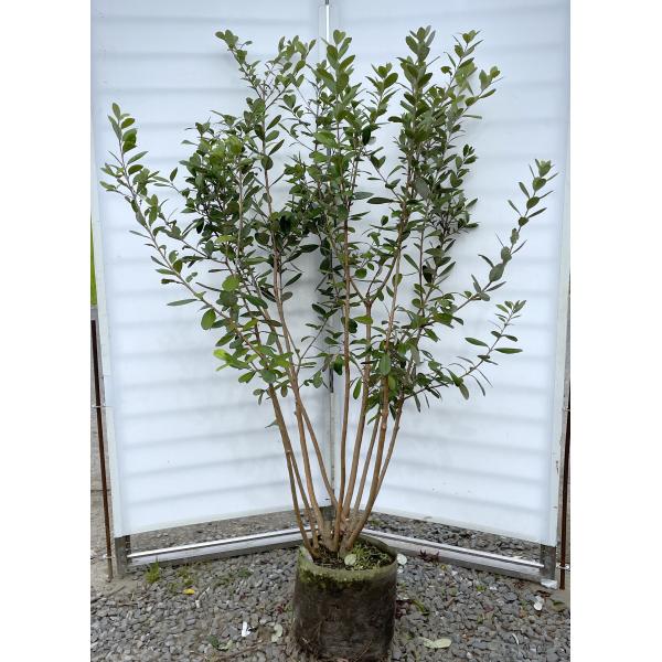 優良。フェイジョア株立ち1.7M(鉢底から)品番B 優良。フェイジョア株立ち1.7M(鉢底から)品番B