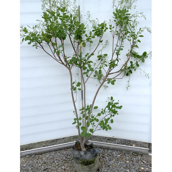 mua. スモークツリー　白花　送料込み価格