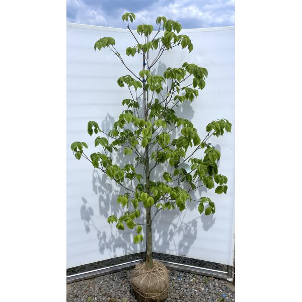 ハナミズキ レインボー 約1.9m 現品発送 超特大株 植木苗木大苗 班