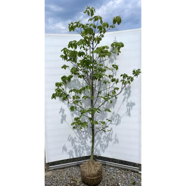 ハナミズキレインボー樹高約㎝引き取り又は近畿地方限定配達＆植え込み可能。