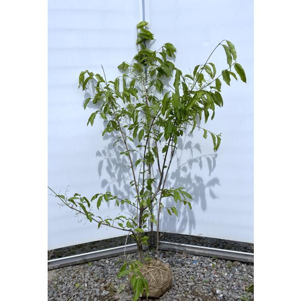 美斑紋。特大 山採りツリバナマユミ3.2M(鉢底から)