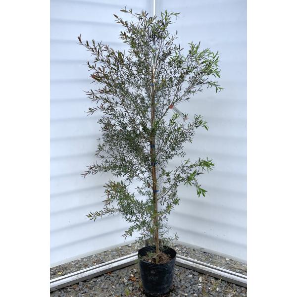 ブラックティーツリー ボルケーノ 約1.5m 現品発送 1本株 特大植木