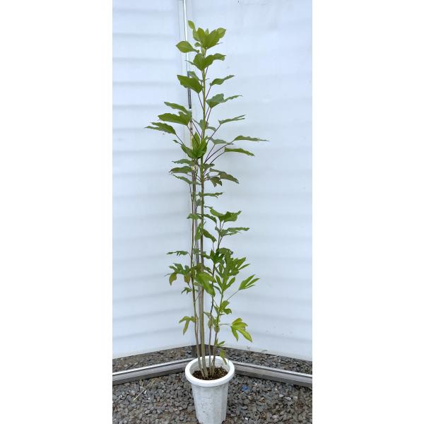 優良株。カクレミノ1.5M(鉢底から)