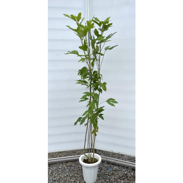 優良株。カクレミノ株立ち1.8M(鉢底から)品番B