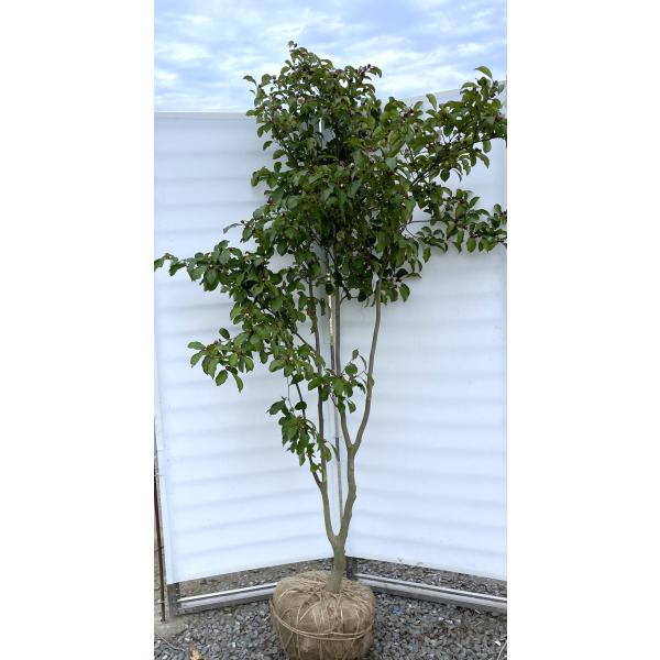 シャラノキ/大株【現品発送】管理80121 シャラノキ/大株【現品発送】管理80121