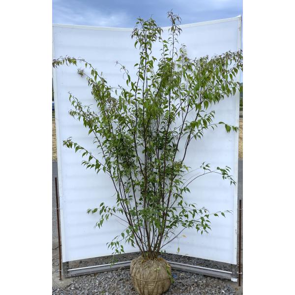 ダントツ。。特大天然ハイノキ。 ダントツ。。特大天然ハイノキ。