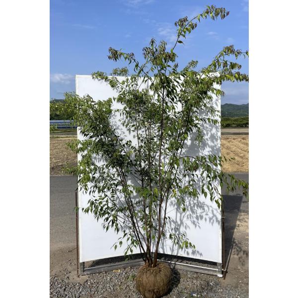 ハイノキ 6本株立ち 約2.2m 現品発送 超特大株 植木 大苗 苗木 灰の木 常緑樹 シンボルツリー 送料無料 | 大福樹苗園 ...