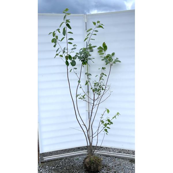 ジューンベリー　特大 ジューンベリー 7本株立ち 約1.9m 現品発送 特大株 植木 苗木 大苗