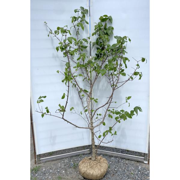 満月蝋梅苗木　良い香り　特大株