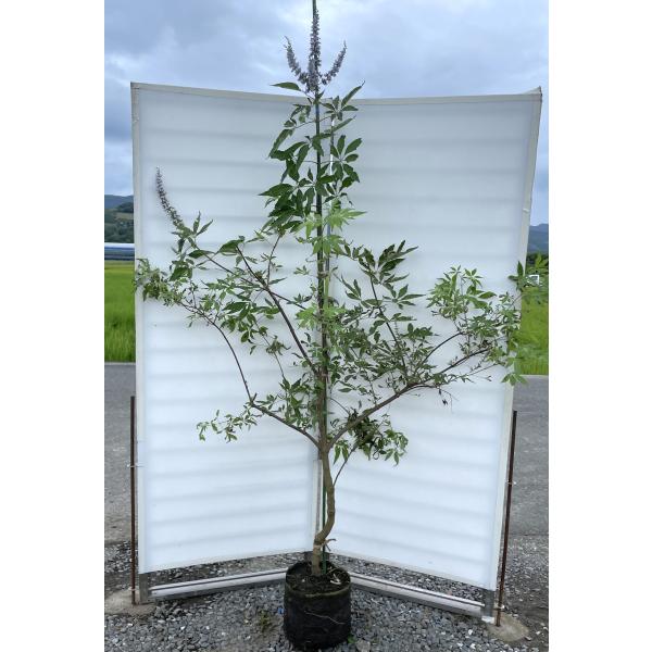 チョウセンニンジン木　70センチ　苗木