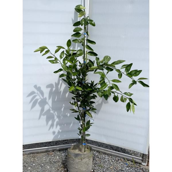 特大株 希少 高級蜜柑苗木 果樹 清水 キヨミ 無農薬