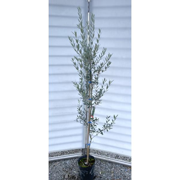 オリーブの木 モライオロ 約1.7m 現品発送 特大株 植木苗木大苗