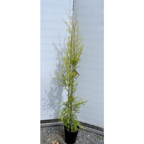 メラレウカ レボリューションゴールド 約1.7m 現品発送 特大植木苗木