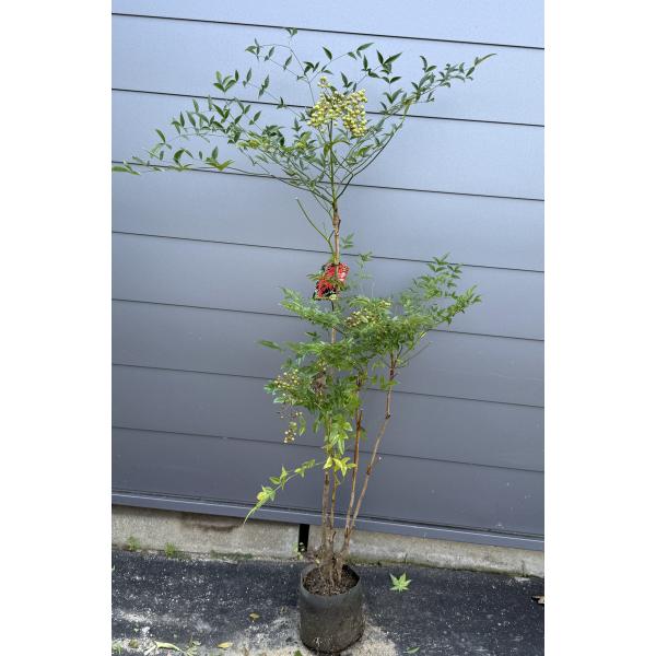 縁起の良い木♪南天♪【送料無料ですので大変お買い得となっております♪】☆商品情報☆シンボルツリーや雑木の庭を彩る植木としても人気の南天です☆全長　　約1.5メートル樹高　　約1.3メートル株立ち　4本以上こちらの販売ページは写真の商品の現品...